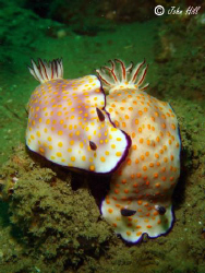 Risbecia's getting cute. by John Hill 
